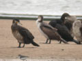 Grand Cormoran Phalacrocorax carbo sinensis