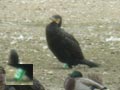 Grand Cormoran Phalacrocorax carbo sinensis 0JH