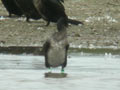 Grand Cormoran Phalacrocorax carbo sinensis