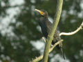 Grand Cormoran Phalacrocorax carbo