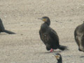 Grand Cormoran Phalacrocorax carbo sinensis EH1