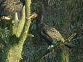 Grand Cormoran Phalacrocorax carbo sinensis EH1