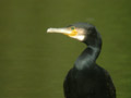 Grand Cormoran Phalacrocorax carbo sinensis EH1