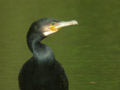 Grand Cormoran Phalacrocorax carbo sinensis EH1