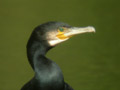 Grand Cormoran Phalacrocorax carbo sinensis EH1