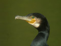 Grand Cormoran Phalacrocorax carbo sinensis EH1