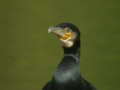 Grand Cormoran Phalacrocorax carbo sinensis EH1