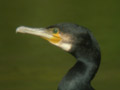 Grand Cormoran Phalacrocorax carbo sinensis EH1