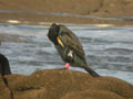 Grand Cormoran Phalacrocorax carbo sinensis