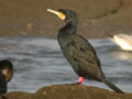 Grand Cormoran Phalacrocorax carbo sinensis