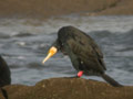 Grand Cormoran Phalacrocorax carbo sinensis