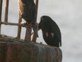 Grand Cormoran Phalacrocorax carbo sinensis