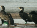 Grand Cormoran Phalacrocorax carbo sinensis