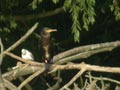 Grand Cormoran Phalacrocorax carbo sinensis EH1