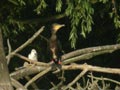 Grand Cormoran Phalacrocorax carbo sinensis EH1