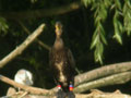 Grand Cormoran Phalacrocorax carbo sinensis EH1