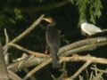 Grand Cormoran Phalacrocorax carbo sinensis EH1