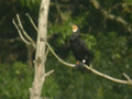 Grand Cormoran Phalacrocorax carbo