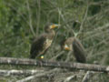 Grand Cormoran Phalacrocorax carbo