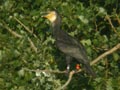 Grand Cormoran Phalacrocorax carbo sinensis