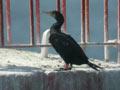 Grand Cormoran Phalacrocorax carbo sinensis