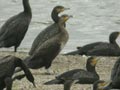 Grand Cormoran Phalacrocorax carbo sinensis BL