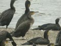 Grand Cormoran Phalacrocorax carbo sinensis BL