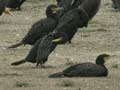 Grand Cormoran Phalacrocorax carbo sinensis PI