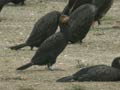 Grand Cormoran Phalacrocorax carbo sinensis PI