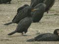 Grand Cormoran Phalacrocorax carbo sinensis PI