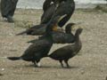 Grand Cormoran Phalacrocorax carbo sinensis PI