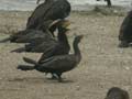 Grand Cormoran Phalacrocorax carbo sinensis PI