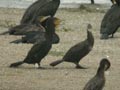 Grand Cormoran Phalacrocorax carbo sinensis PI