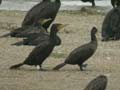 Grand Cormoran Phalacrocorax carbo sinensis PI