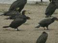 Grand Cormoran Phalacrocorax carbo sinensis PI