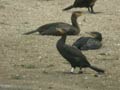 Grand Cormoran Phalacrocorax carbo sinensis PI