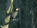 Grand Cormoran Phalacrocorax carbo sinensis EH1