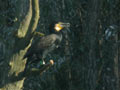 Grand Cormoran Phalacrocorax carbo sinensis EH1