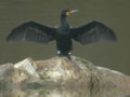 Grand Cormoran Phalacrocorax carbo sinensis