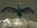 Grand Cormoran Phalacrocorax carbo sinensis