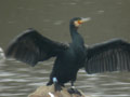 Grand Cormoran Phalacrocorax carbo sinensis