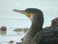 Grand Cormoran Phalacrocorax carbo sinensis