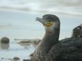 Grand Cormoran Phalacrocorax carbo sinensis