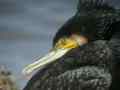 Grand Cormoran Phalacrocorax carbo sinensis