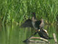 Grand Cormoran Phalacrocorax carbo