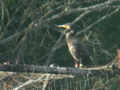 Grand Cormoran Phalacrocorax carbo