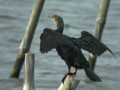 Grand Cormoran Phalacrocorax carbo sinensis