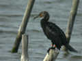 Grand Cormoran Phalacrocorax carbo sinensis