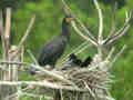 Grand Cormoran Phalacrocorax carbo sinensis