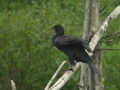 Grand Cormoran Phalacrocorax carbo sinensis